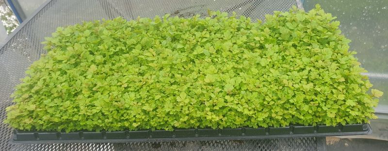 홍천산채농원님의 장터 판매 상품 [눈개승마 1년근(105구)] 첨부 사진