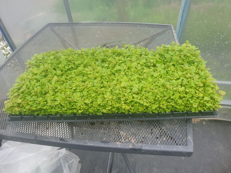 홍천산채농원님의 장터 판매 상품 [눈개승마 1년근(105구)] 첨부 사진