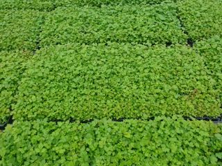 홍천산채농원님의 작성글 사진