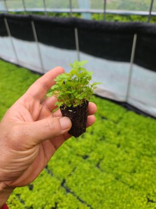 홍천산채농원님의 작성글 사진