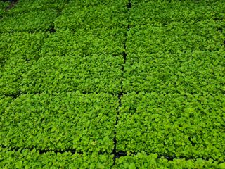 홍천산채농원님의 작성글 사진