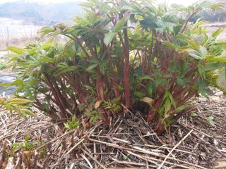 홍천산채농원님의 작성글 사진