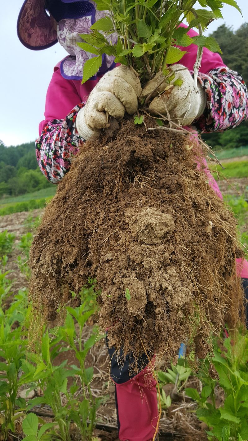 홍천산채농원님의 장터 판매 상품 [눈개승마 1년근(105구)] 첨부 사진