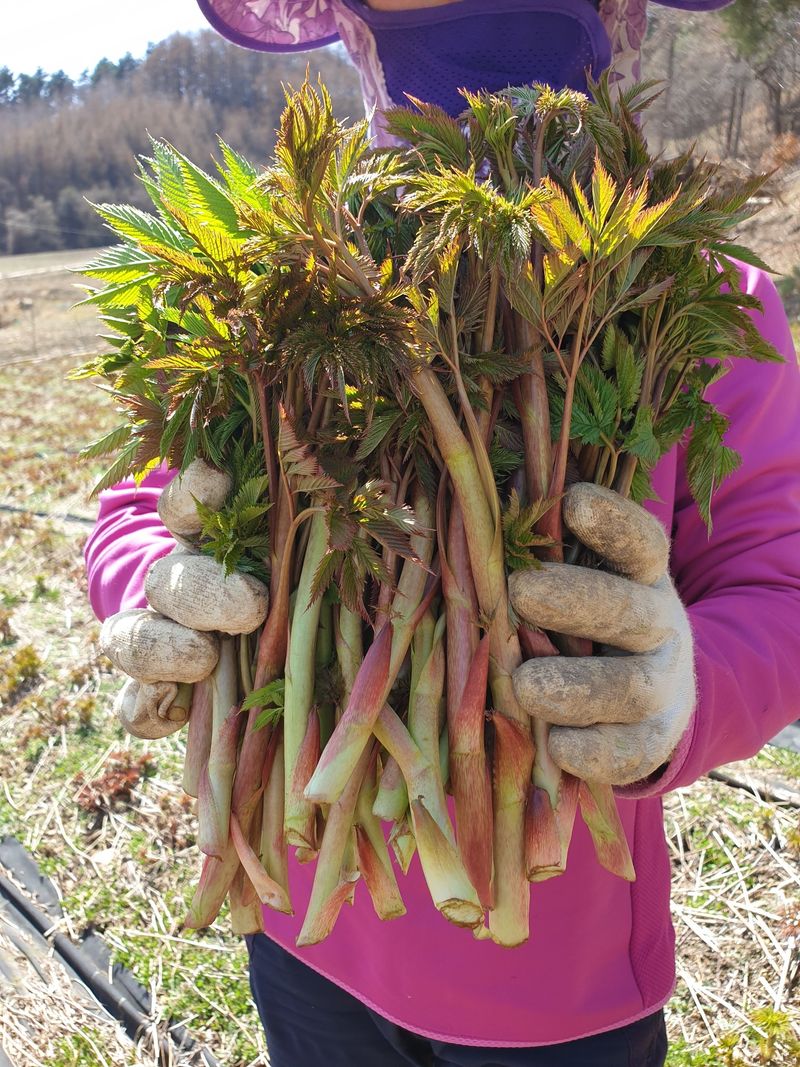 홍천산채농원님의 장터 판매 상품 [눈개승마 1년근(105구)] 첨부 사진
