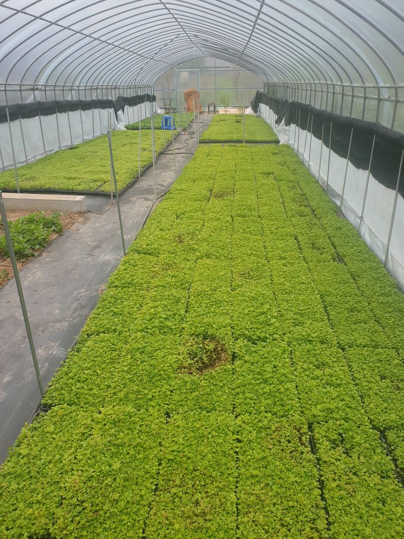 홍천산채농원님의 장터 판매 상품 [눈개승마 1년근(105구)] 첨부 사진