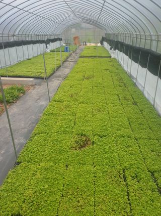 홍천산채농원님의 작성글 사진