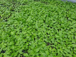 홍천산채농원님의 작성글 사진