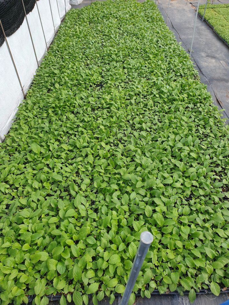 홍천산채농원님의 장터 판매 상품 [섬엉겅퀴 모종(105구)] 첨부 사진