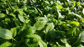 홍천산채농원님의 작성글 사진