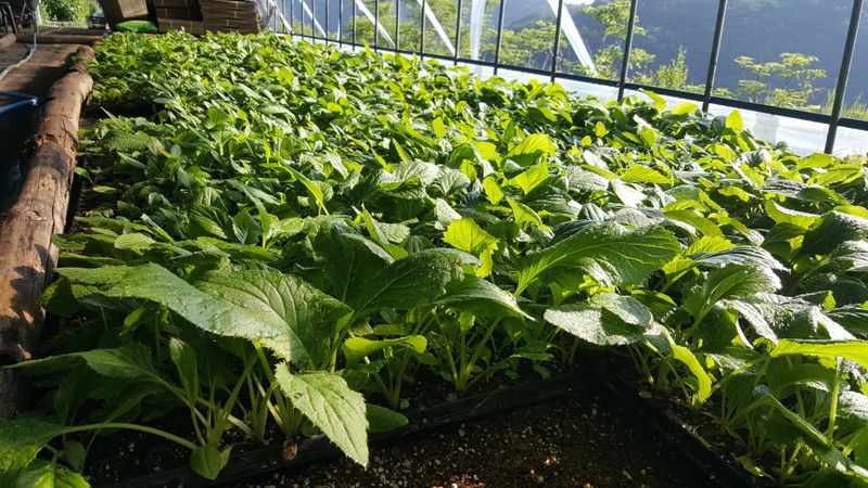 홍천산채농원님의 장터 판매 상품 [섬엉겅퀴 모종(105구)] 첨부 사진