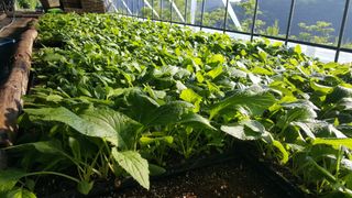 홍천산채농원님의 작성글 사진