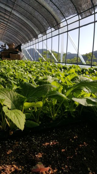 홍천산채농원님의 작성글 사진