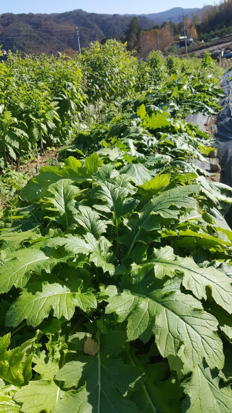 홍천산채농원님의 장터 판매 상품 [섬엉겅퀴 모종(105구)] 첨부 사진