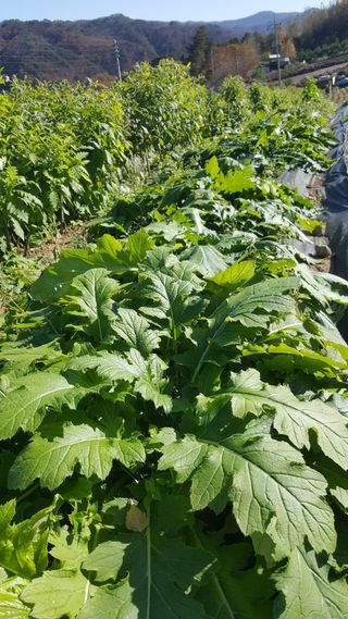 홍천산채농원님의 작성글 사진