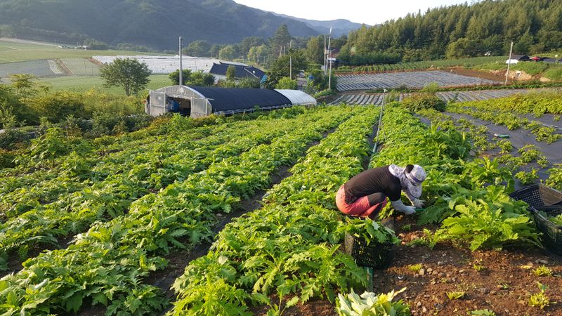 홍천산채농원님의 장터 판매 상품 [섬엉겅퀴 모종(105구)] 첨부 사진