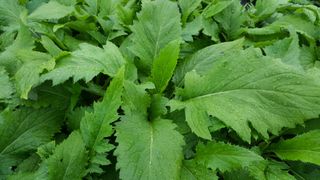 홍천산채농원님의 작성글 사진