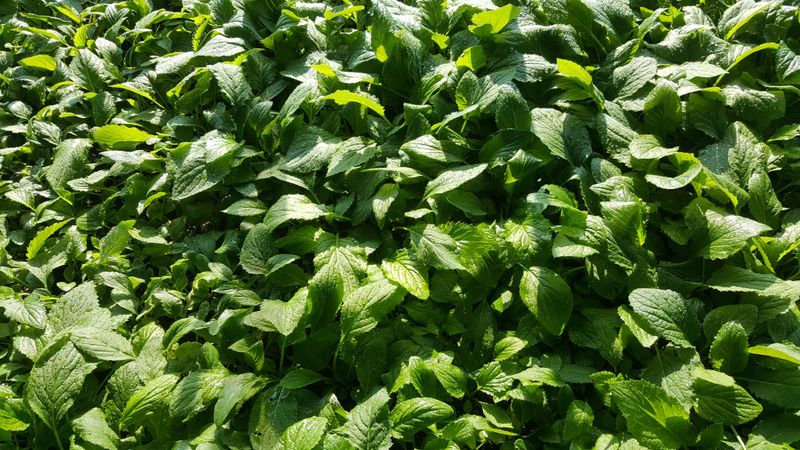 홍천산채농원님의 장터 판매 상품 [섬엉겅퀴 모종(105구)] 첨부 사진