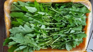 홍천산채농원님의 작성글 사진