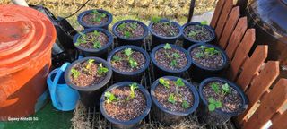 심기섭님의 딸기 · 영농일지 작성글 사진