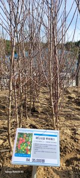 팜모닝 사과·영농일지 게시글 이미지