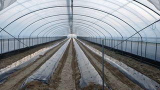 토성님의 고추 · 영농일지 작성글 사진