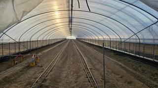 토성님의 고추 · 영농일지 작성글 사진