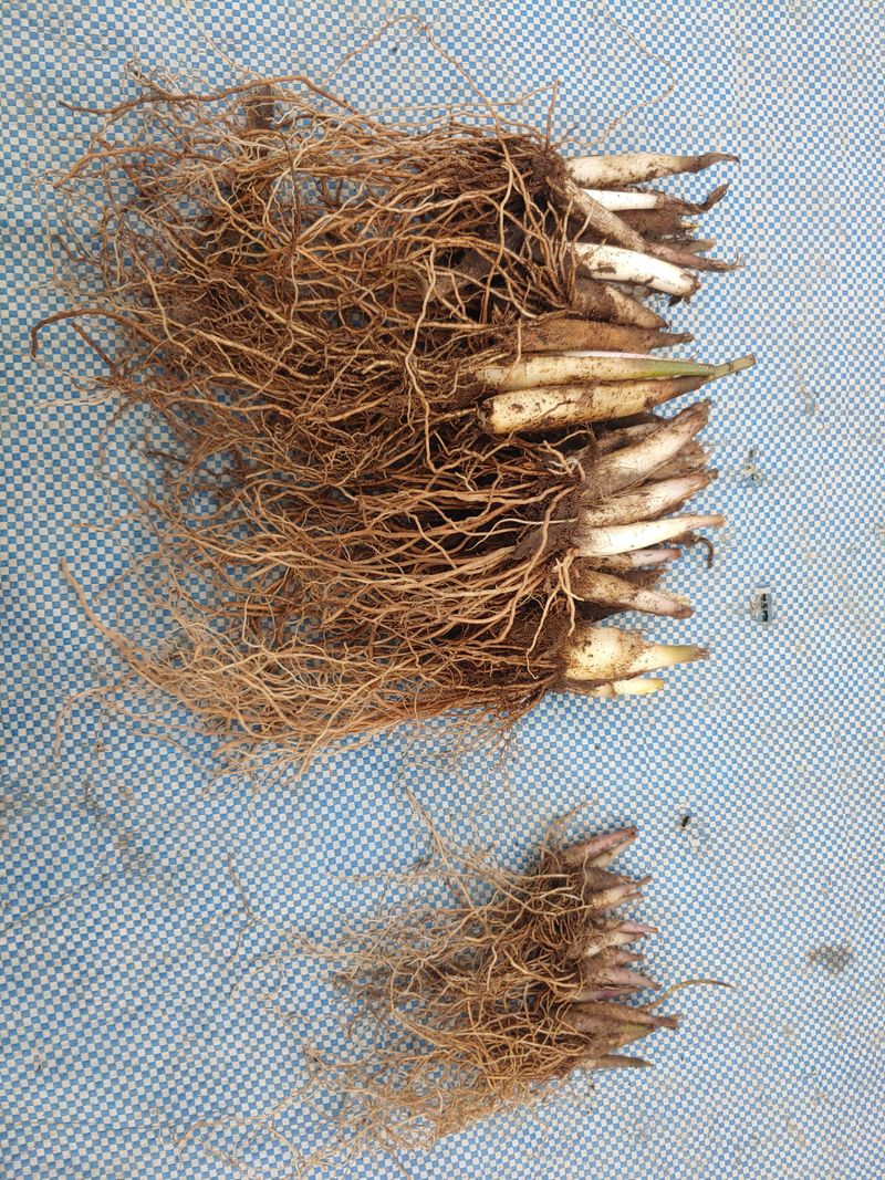 장터 상품 [명이모종(산마늘)] 썸네일