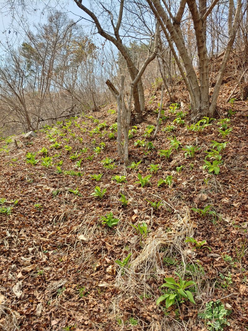 윤정숙님의 장터 판매 상품 [명이모종(산마늘)] 첨부 사진