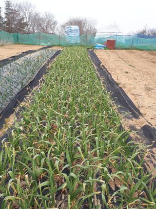 순자님의 3월 내 작물 자랑하기 · 참여글 작성글 사진