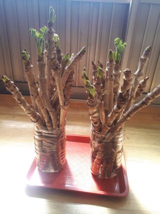 순자님의 3월 내 작물 자랑하기 · 참여글 작성글 사진