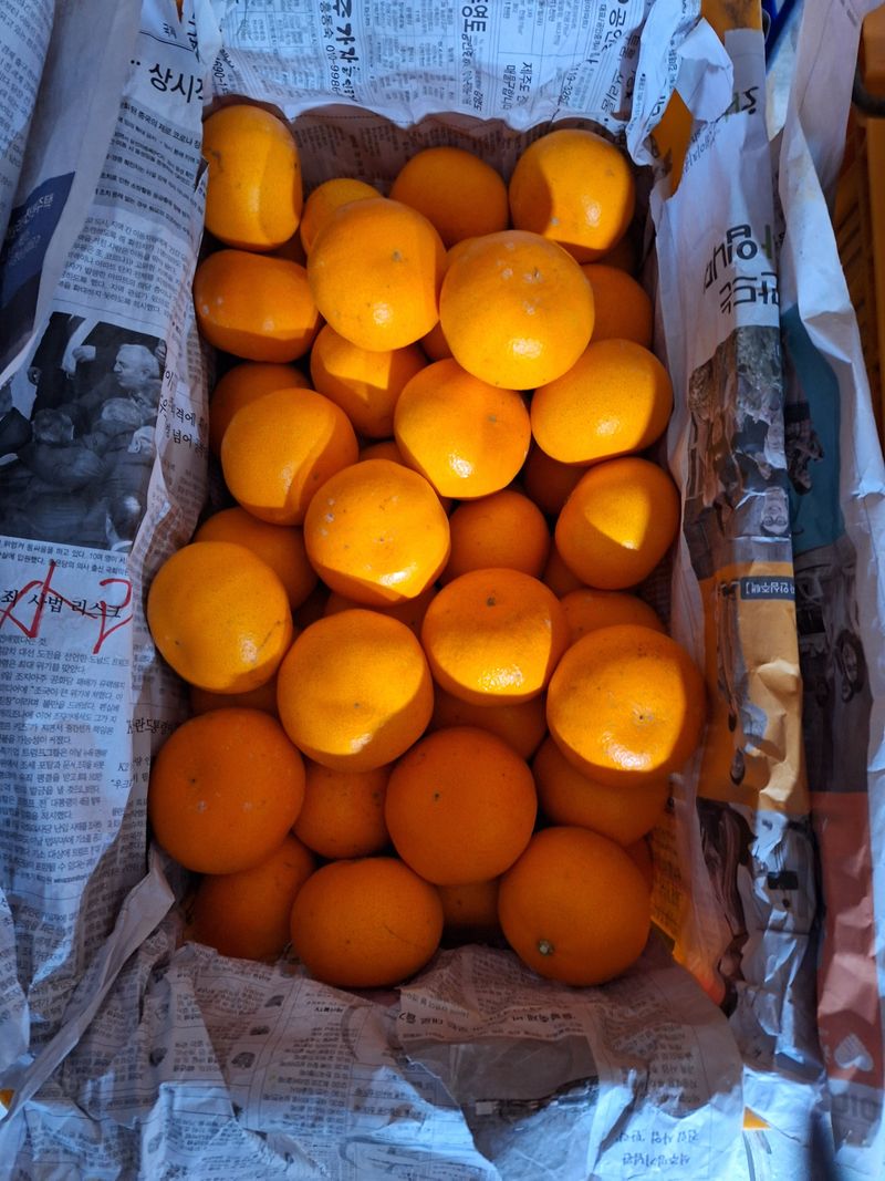 장터 상품 [천혜향10kg. 5kg 판매 합니다] 썸네일