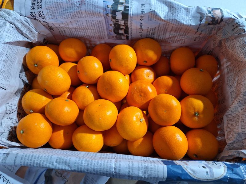 옥이네 농장님의 장터 판매 상품 [천혜향10kg. 5kg 판매 합니다] 첨부 사진