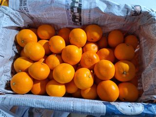 옥이네 농장님의 작성글 사진