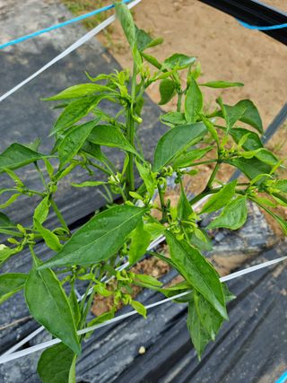 민주대디님의 고추 · 병해충상담 작성글 사진