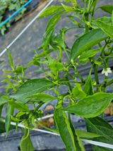 팜모닝 고추·병해충상담 게시글 이미지