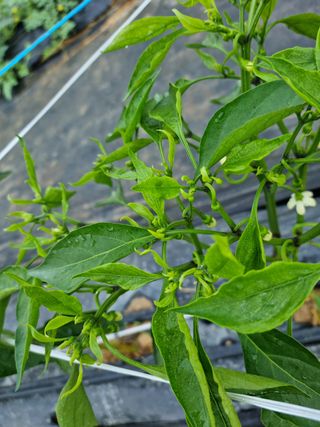 민주대디님의 고추 · 병해충상담 작성글 사진