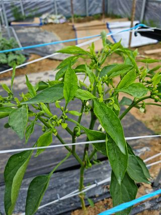 민주대디님의 고추 · 병해충상담 작성글 사진