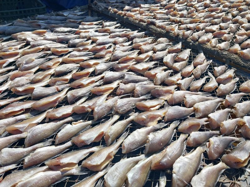 직송포유님의 장터 판매 상품 [목포 반건조 두절 조기] 첨부 사진