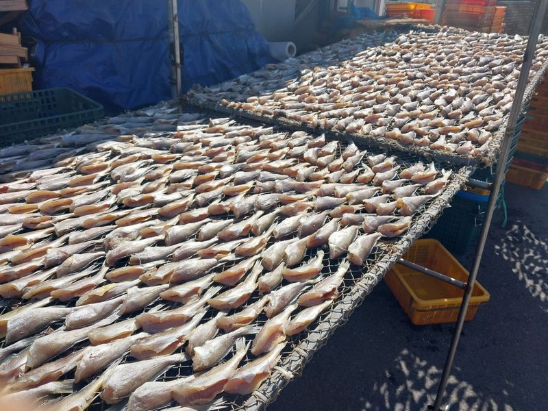 직송포유님의 장터 판매 상품 [목포 반건조 두절 조기] 첨부 사진