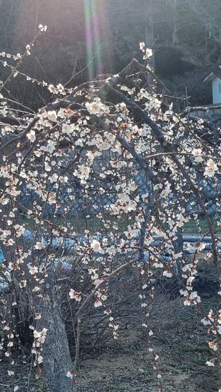 푸른꿈님의 자유주제 · 자유게시판 작성글 사진