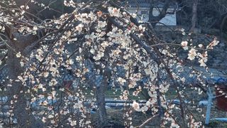 푸른꿈님의 자유주제 · 자유게시판 작성글 사진