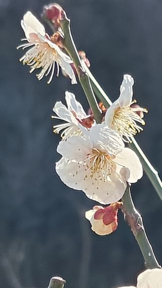 푸른꿈님의 자유주제 · 자유게시판 작성글 사진