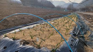 평창 배우는 농부님의 마늘 · 영농일지 작성글 사진