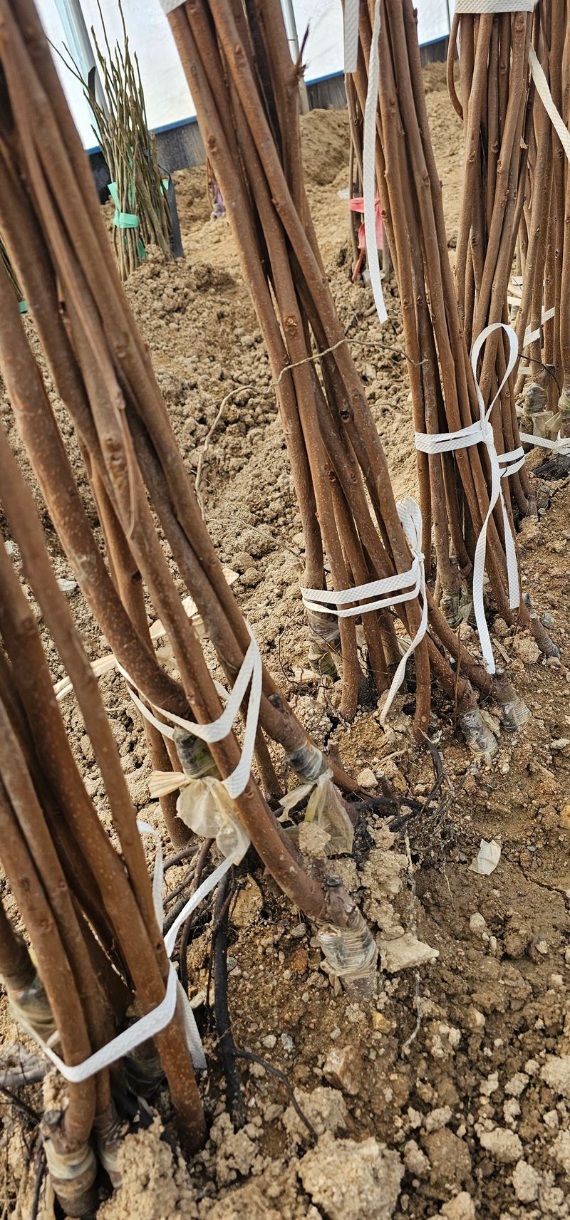 뿌리묘목농원님의 장터 판매 상품 [대봉감나무 접목1년] 첨부 사진