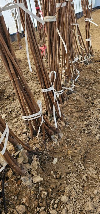 뿌리묘목농원님의 작성글 사진