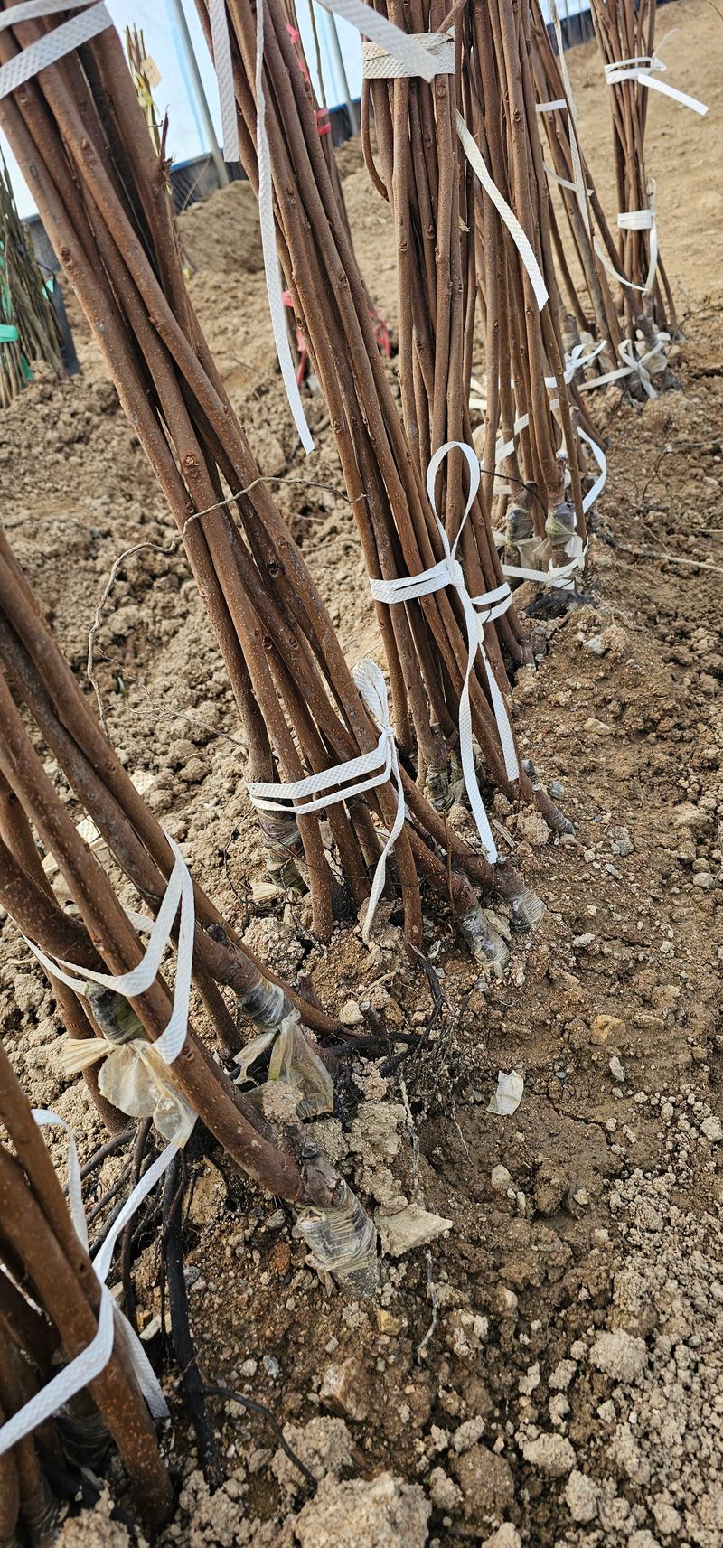 뿌리묘목농원님의 장터 판매 상품 [대봉감나무 접목1년] 첨부 사진