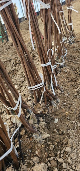 뿌리묘목농원님의 작성글 사진