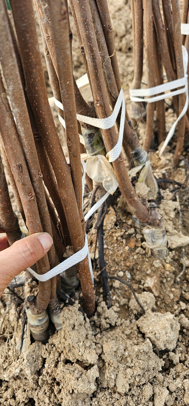 뿌리묘목농원님의 장터 판매 상품 [대봉감나무 접목1년] 첨부 사진