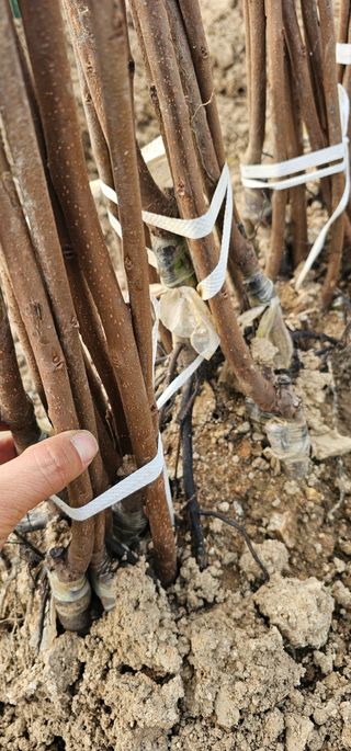 뿌리묘목농원님의 작성글 사진