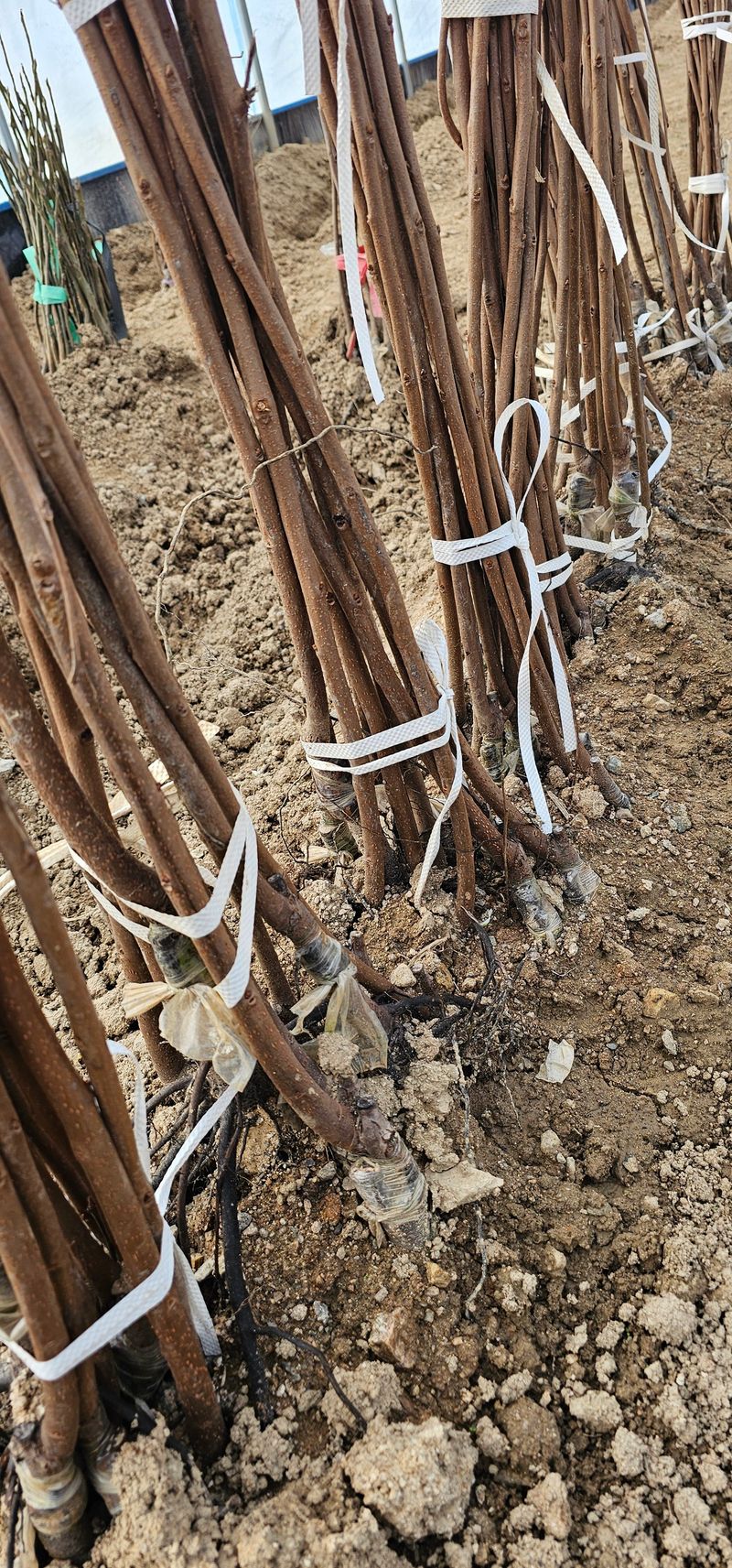 뿌리묘목농원님의 장터 판매 상품 [대봉감나무 접목1년] 첨부 사진